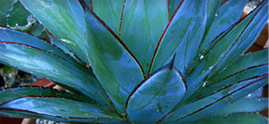 Organic Blue Agave